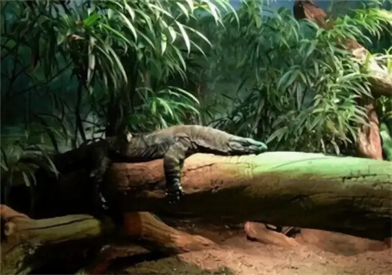 I.D. of the giant iguana