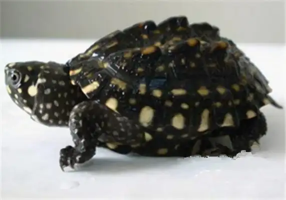 Hamidon turtle identity information