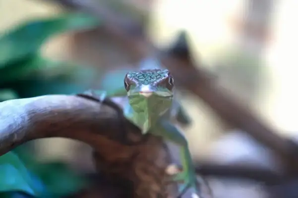 Information on the identity of the ale iguana
