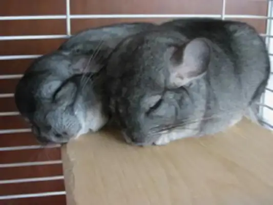 Standard Grey Dragon Cat Identity Information