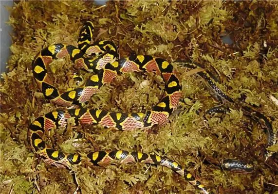 It's an ID for a jade snake