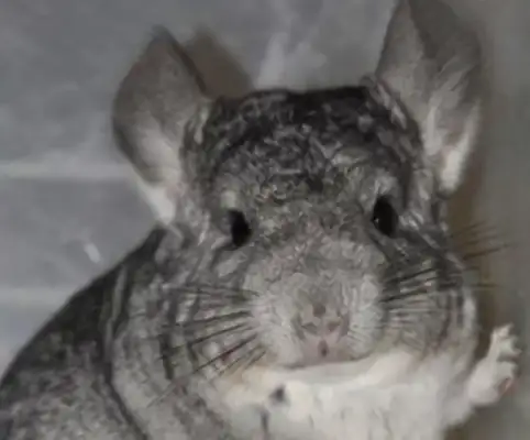 Standard Grey Dragon Cat Identity Information