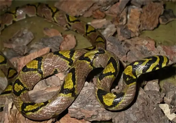 It's an ID for a jade snake