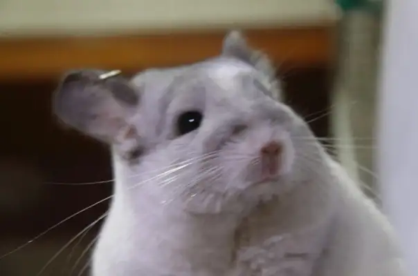 Standard Grey Dragon Cat Identity Information