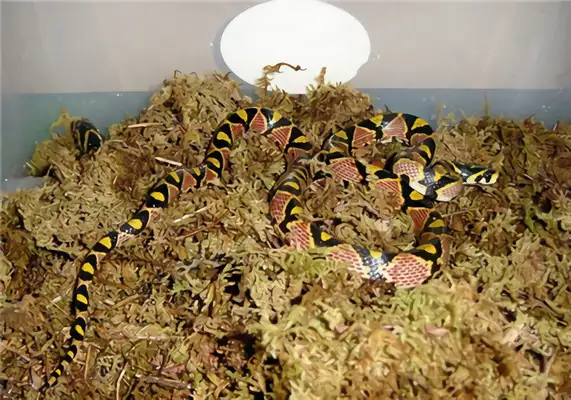 It's an ID for a jade snake