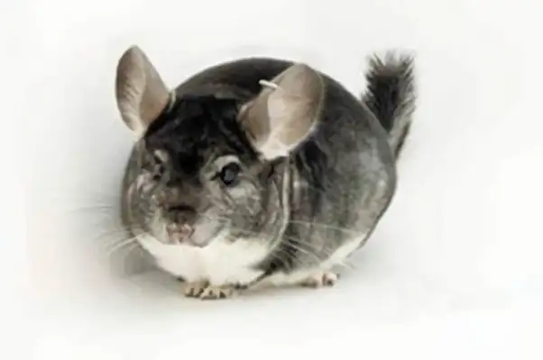Standard Grey Dragon Cat Identity Information
