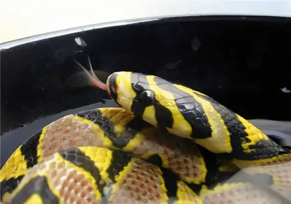 It's an ID for a jade snake