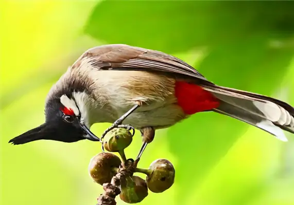 Red Ear ID