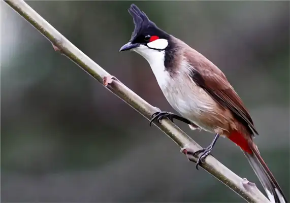 Red Ear ID