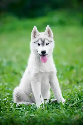 Introduction to sheepdog varieties in Central Asia: the perfect combination of grace and strength