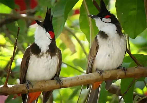 Red Ear ID