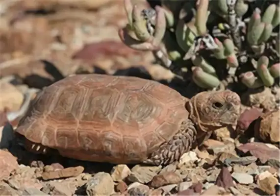 Identities of turtles at Bolange
