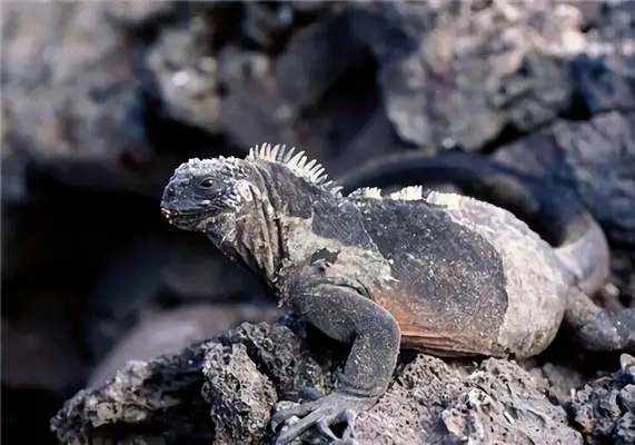 Information on the identity of the iguana