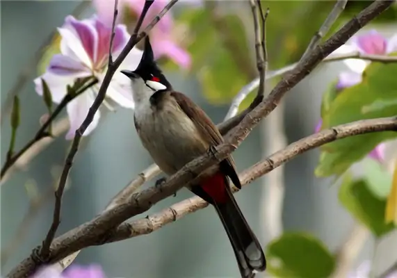 Red Ear ID