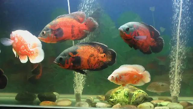 Map fish identity information