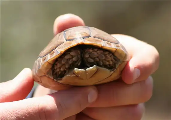 Identities of turtles at Bolange
