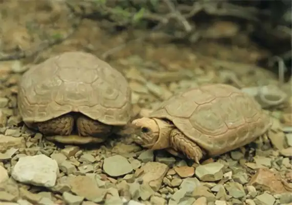 Identities of turtles at Bolange