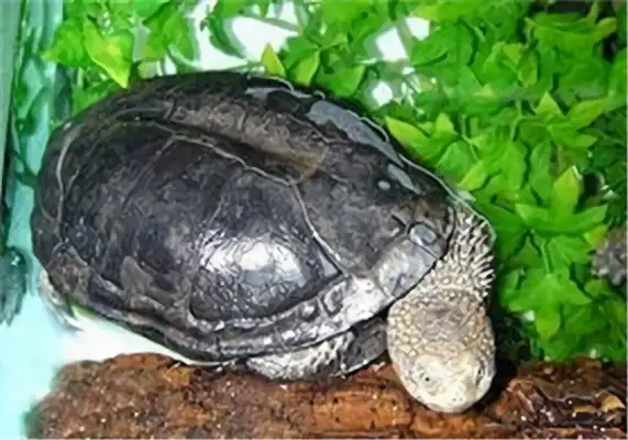 Black-blank neck turtle identity information