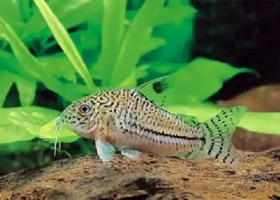 White leopard identity information