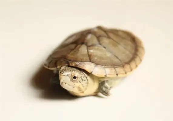 Harella's turtle identity information