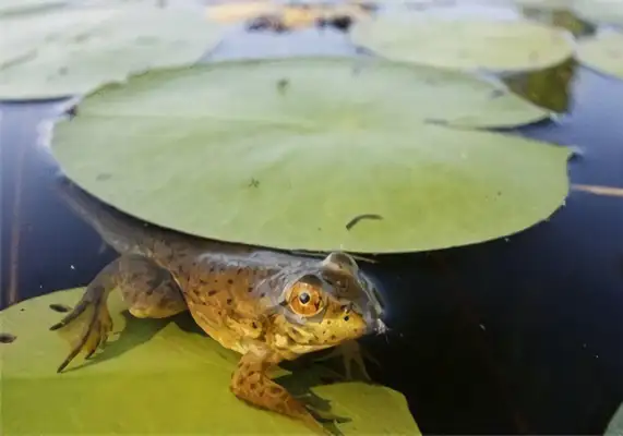 Bronze Frog Identity Information