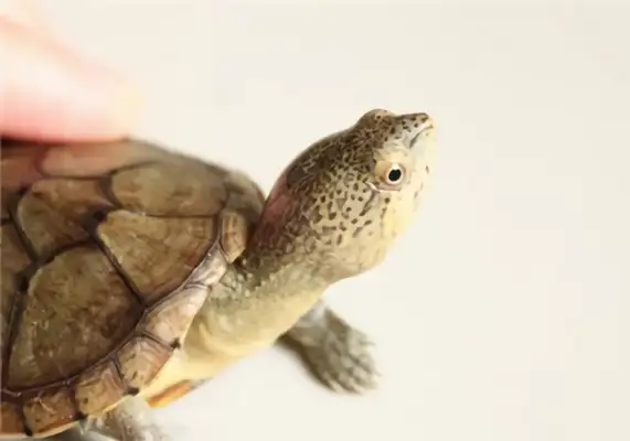 Harella's turtle identity information
