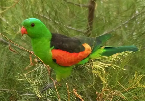 Identities of a macaw with no eyes