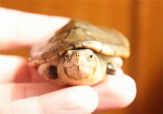 Harella's turtle identity information