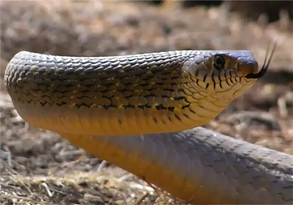 Mouse Snake Identity Information