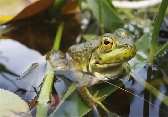 Bronze Frog Identity Information