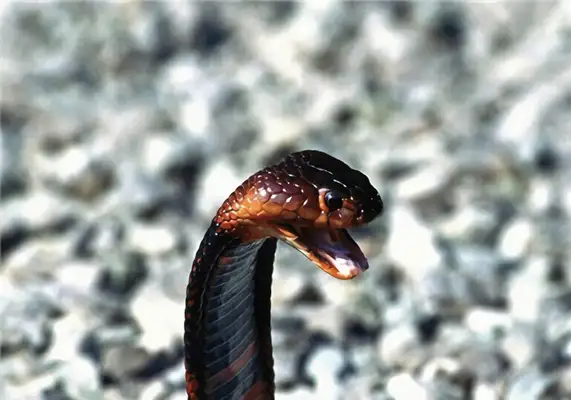 Fox snake ID