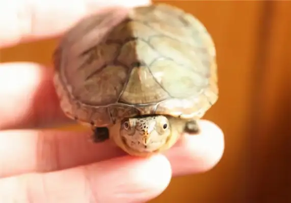 Harella's turtle identity information