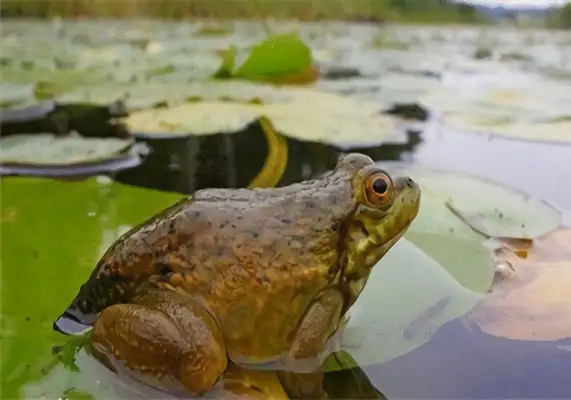Bronze Frog Identity Information
