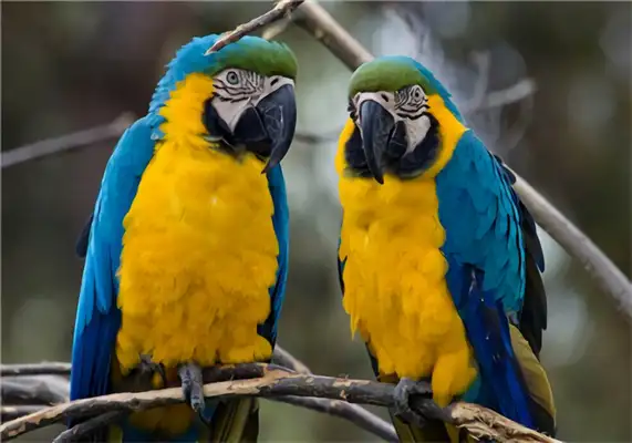 Blue gold parrot identity information