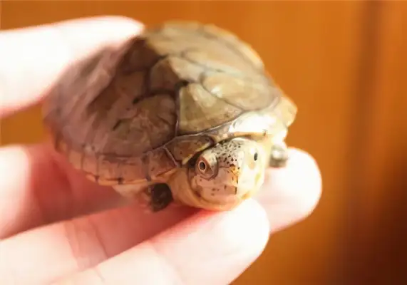 Harella's turtle identity information