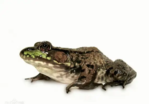 Bronze Frog Identity Information