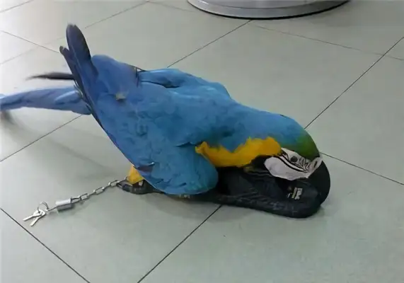 Blue gold parrot identity information