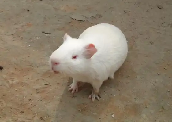 White crown rat identity information