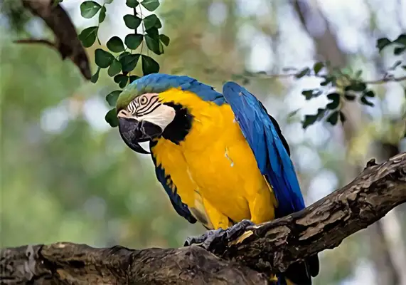 Blue gold parrot identity information