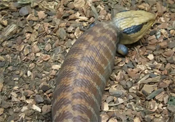 Blue tongue identity information