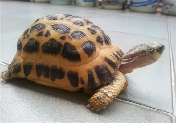 The identity of the spider turtle