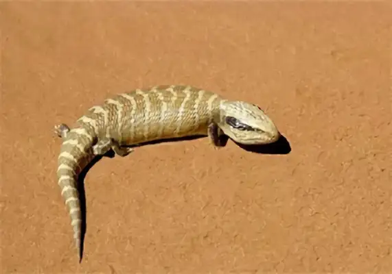 Blue tongue identity information