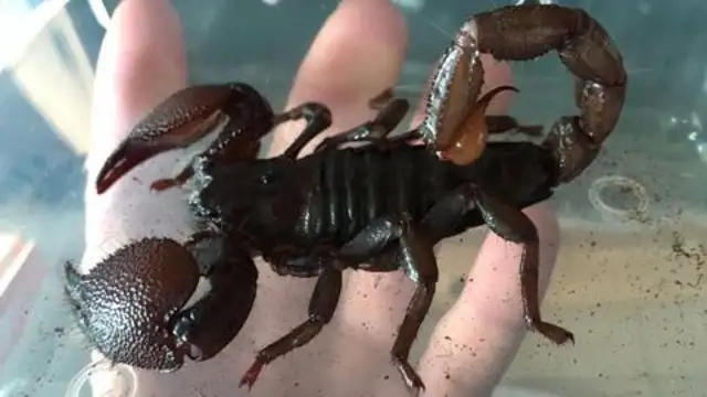 king scorpion, king scorpion vs rain forest scorpion