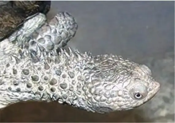 Black-blank neck turtle identity information