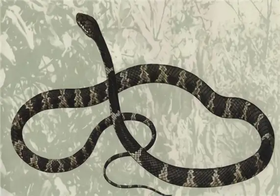 Blue Ring Snake Identity Information