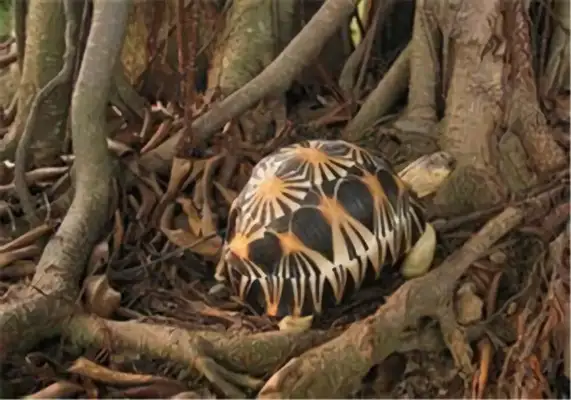Tent turtle identity information