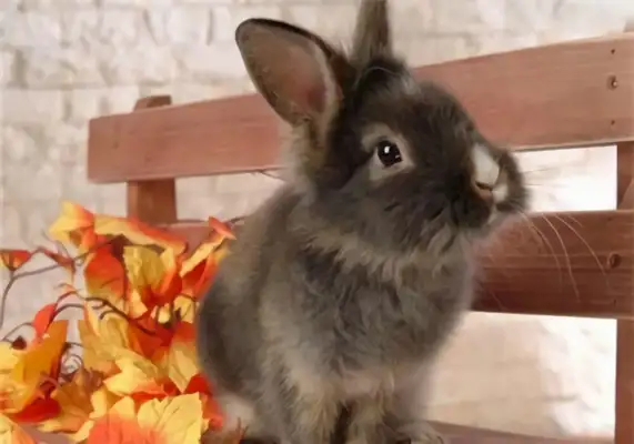 Dovaf Rabbit Identity Information