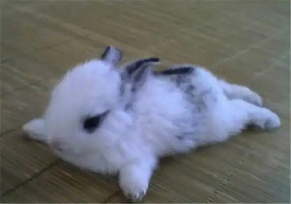 Dovaf Rabbit Identity Information