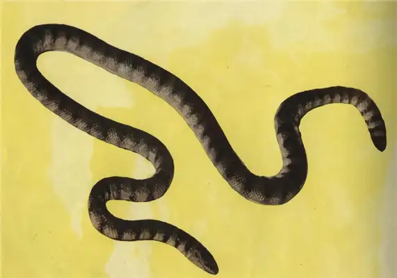 Blue Ring Snake Identity Information