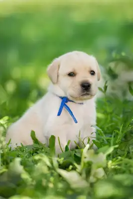 Polly Dogs: Look lovely, gentle inside, a treasure of the pet world